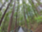 Ansan Jarak-gil Trail - Metasequoia Forest