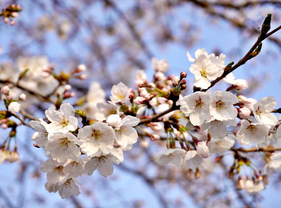 Top Places for Cherry Blossoms & Spring Flowers from Seoul - Namyangju Water Garden