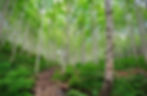 Wondaeri Birch Forest - Summer