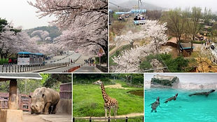 Seoul Zoo Ticket & Scenic Sky Lift Rides (across Lake / top of Zoo)