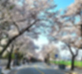 Gyeongju - Cherry Blossoms along Daereungwon Stone Wall Road