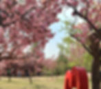 Gyeongju - King Cherry Blossoms at Bulguksa Temple