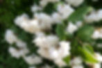 Haneul Park - Flowers in Late Spring