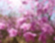 Top Places for Cherry Blossoms & Spring Flowers in Seoul - Cheonggyesan Mountain