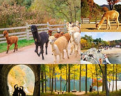Alpaca World, Nami Island & Gangchon Rail Bike Day Tour