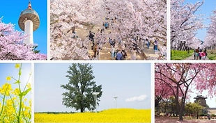 Chasing Cherry Blossom & Spring Flowers Day Tour