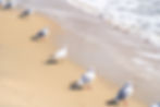 Gwangalli Beach - Seagulls