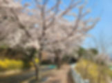 Top Places for Cherry Blossoms & Spring Flowers - Suwon Hwaseong Fortress