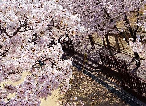 6 - 9 Days Cherry Blossoms & Spring Flowers Travel Itinerary to Seoul