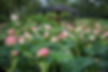 2026 Semiwon Lotus Culture Festival