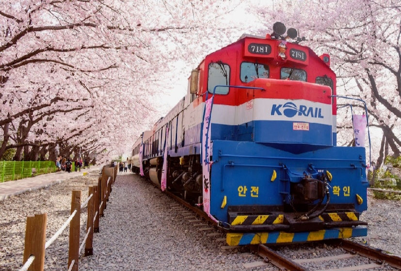 Cherry Blossom Places from SEOUL