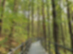 Ansan Jarak-gil Trail - Metasequoia Forest
