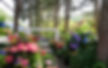 2026 Hydrangea Festival @ The Garden of Morning Calm