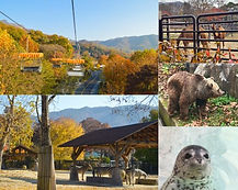 Seoul Zoo Ticket & Scenic Sky Lift Rides (across Lake / top of Zoo)