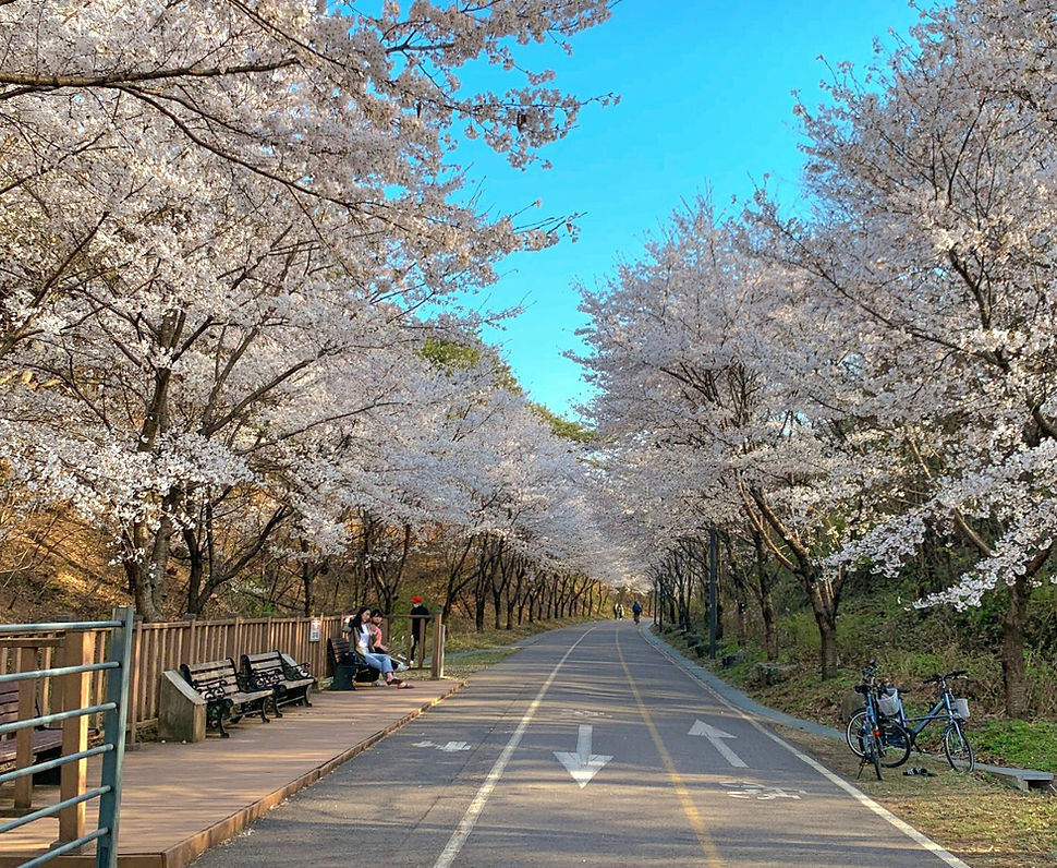 Top Places for Cherry Blossoms & Spring Flowers from Seoul - Namhangang Bike Path