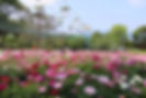 Top Places for Cherry Blossoms & Spring Flowers in Seoul - Seoul Grand Park
