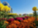 Gwangalli Beach - Millak Beach Park - Chrysanthemum