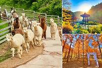PRIVATE DAY TOUR: Alpaca World, Nami Island & Garden of Morning Calm
