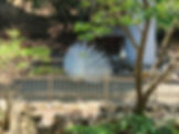 Seoul Grand Park - Seoul Zoo - Indian Peafowls (white)