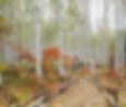 Wondaeri Birch Forest - Autumn