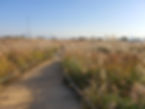 Haneul Park - Pampas Grass