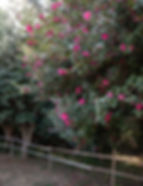 Dongbaekseom Island - Camellia Trees