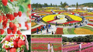 Taean Tulip Festival & Strawberry Picking Day Tour