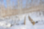 Wondaeri Birch Forest - Winter