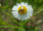 Haneul Park - Flowers in Late Spring
