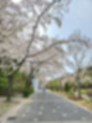 Seoul Grand Park - Cherry Blossoms - Seoul Land to Subway Station