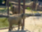 Seoul Grand Park - Seoul Zoo - Elephants