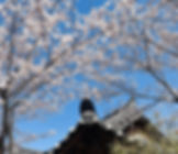 Gyeongju - Cherry Blossoms at Gyochon Hanok Village