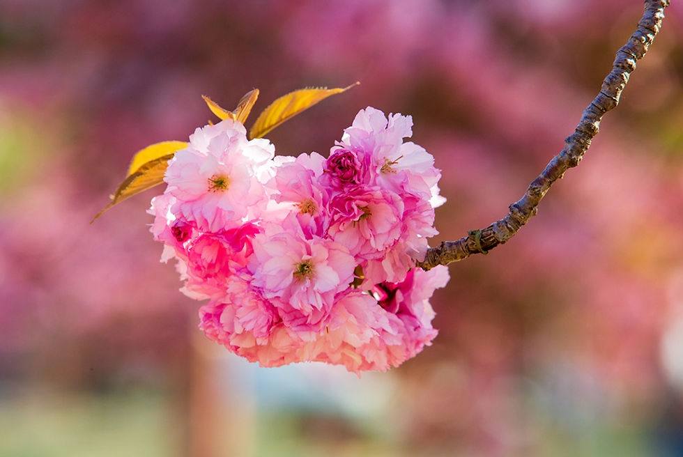 Top Places for Cherry Blossoms & Spring Flowers from Seoul/Busan - Bulguksa Temple, Gyeongju