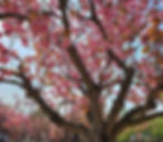 Gyeongju - King Cherry Blossoms at Bulguksa Temple