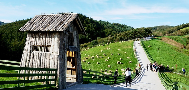 Seoul Day Trip - How to go to Daegwallyeong Sheep Farm | Pyeongchang, South Korea