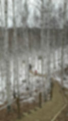 Wondaeri Birch Forest - Winter