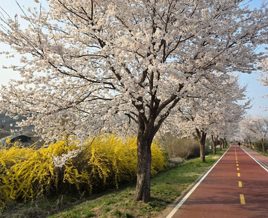 Top Places for Cherry Blossoms & Spring Flowers from Seoul - Namyangju Water Garden