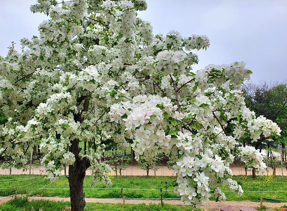Seoul Forest - Apple Tree Road in Spring