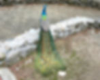 Seoul Grand Park - Seoul Zoo - Indian Peafowl (blue)