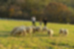 Daegwallyeong Sky Ranch - Experience the Flock
