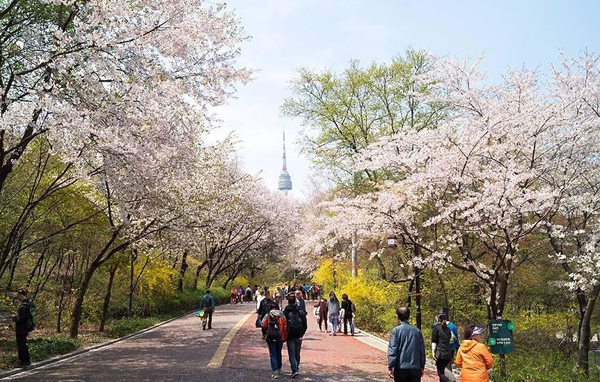 Top Places for Cherry Blossoms & Spring Flowers in Seoul - N Seoul Tower | KoreaToDo