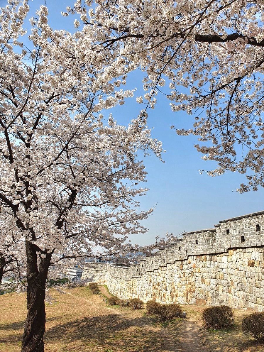 Top Places for Cherry Blossoms & Spring Flowers - Suwon Hwaseong Fortress