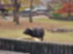 Seoul Grand Park - Seoul Zoo - African Buffalo