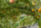 Pumpkins & Gourds Tunnel