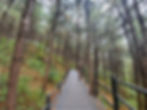Ansan Jarak-gil Trail - Pine Nut Forest