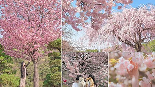 Cherry Blossom Hunting Day Tour