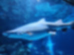 COEX Aquarium - Sharks