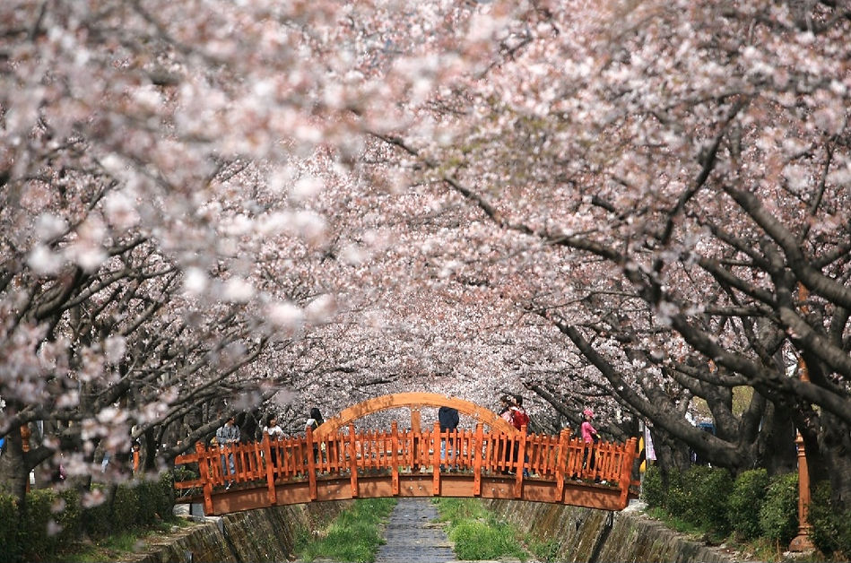 Top Places for Cherry Blossoms & Spring Flowers from Seoul - Jinhae Gunhang Cherry Blossom Festival | KoreaToDo