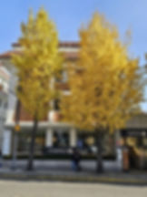 Bukchon Hanok Village - Autumn