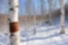 Wondaeri Birch Forest - Winter